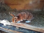 Kaninchen Weibchen - Isny (Allgäu)