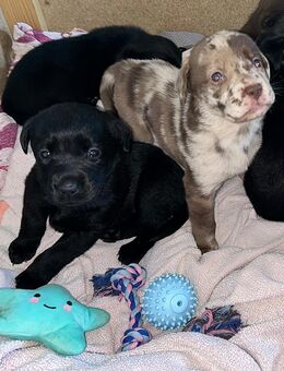 Liebevolle Labrador–Australian-Shepherd-Mix Welpen - Euskirchen