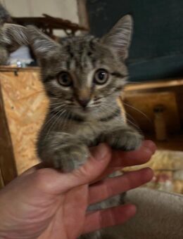 Kitten. Mix, Katzen - Neuwied