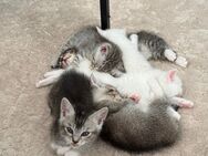 🐾 Wunderschöne Silver Tabby Kitten suchen liebevolles Zuhause 🐾 - Steinheim