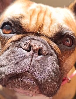 Zuckersüße französische Bulldoggen Dame sucht t - Leichlingen (Rheinland, Blütenstadt) Zentrum