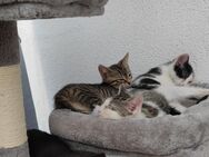 Katzenbabys/ Kitten - Eisleben (Lutherstadt)