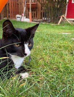 2 Kater zu verkaufen zu sofort - Lübeck