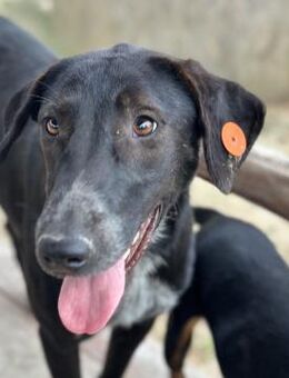 Nadja - tolle & aktive Junghündin - Berlin