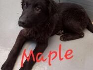 MAPLE - unsere liebe Black Beauty - Waakirchen