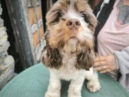 American Cocker Spaniel Rüde - Oberkirn