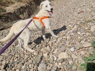 Sunny; im letzten Moment gerettet - Geilenkirchen