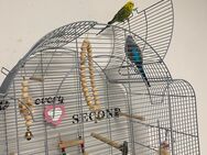 Budgies - Oelde