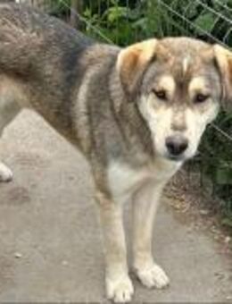 SPIKE treuer, sportlicher Begleiter - Schlitz