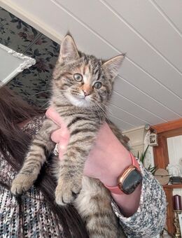 Gesprächige bunte Maine coon Perser EKH katze - Kyritz