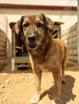 Beghei 🤎 lieber Senior sucht.... - Kallmünz