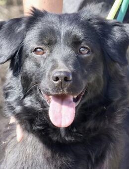 Sila, neugierig, freundlich, lernwillig - Westerholt