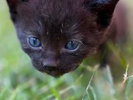 BKH Mix Schokobraun Kitten - Bönen