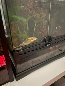 Männlicher Kronengecko sucht neues Zuhause+ Terrarium - Bremen