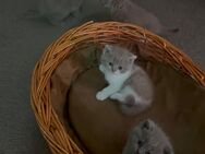 Verkaufe Britisch Kurzhaar Kitten - Dortmund