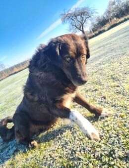 Isla- Ruhige Hündin mit sanftem Wesen - Tornesch