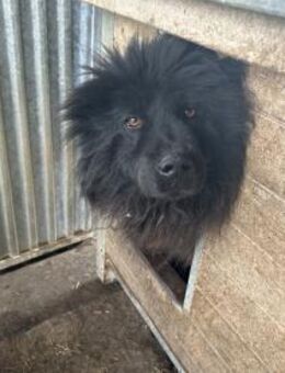 Milio - verschmuster Wuschelrüde - Lohra