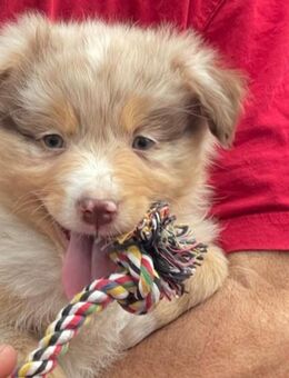 Australian Shepherd Welpen, ASCA Papiere - Kölleda