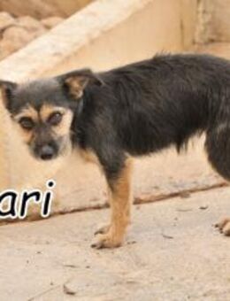 Die kleine Amari stellt sich vor - Essingen (Rheinland-Pfalz)