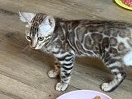 Bengal Silber kitten Kater oder Mädchen 15 Wochen Reinrassig bringen möglich - Dortmund