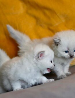 BLH weibliche kitten zu reservieren - Berlin