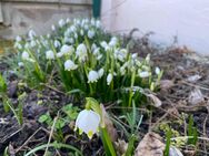 +++ Sie brauchen Platz? Wunderschöne 6 Raum Wohnung wartet auf Sie! +++ - Schöneck (Vogtland)