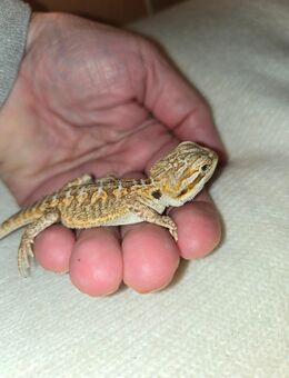 Junge Bartagame - Brandenburg (Havel)