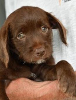 Findelkind Fenix sucht neues Zuhause - Neuss