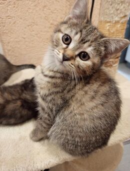 2 Süße BKH Kitten - Goslar