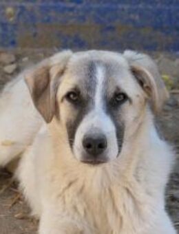 Hagrid- hübscher sensibler Rüde - Kallmünz