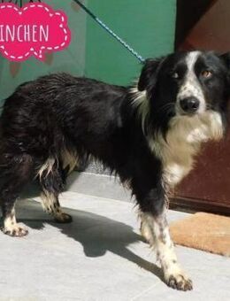 Linchen braucht ein richtiges Zuhause - Flörsheim-Dalsheim