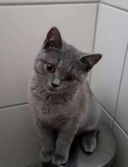 Bkh kitten Abgabebereit - Büren