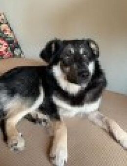 Filou sucht einen Garten - Schwerte (Hansestadt an der Ruhr)