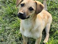 Hundemädchen Lotti sucht liebe Familie - Leonberg (Baden-Württemberg)