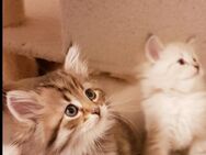 Neva-Masquarade Kitten - Altdorf (Bayern)