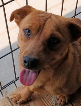 💖Indigo sucht Zuhause💖NOTFALL - Eislingen (Fils)