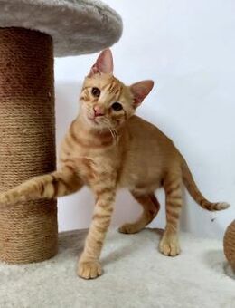 Kleiner geselliger Sonnenschein RUSTY ♥️ - München