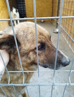 Angus - trauriger Hundejunge - Dreikirchen