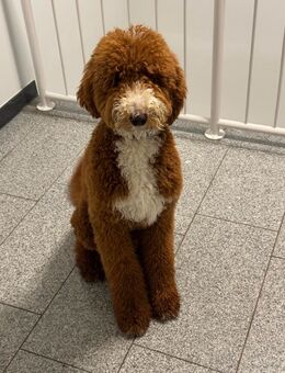 🐾 Deckrüde – Goldendoodle Standard „Ruffy“ aus Kanada sucht liebevolle Hündinnen🐾 - Wedel