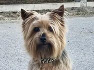 Chewie sucht hundeerfahrene Menschen - Neuss