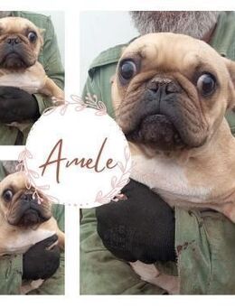 AMELE PP Youngster sucht FürImmerZuhaus - Neustadt (Rübenberge)