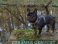 Laco Französische Bulldogge - Lippetal