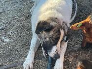 🐾Verspielter Aron sucht Dich!🎾 - Eislingen (Fils)
