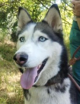 Hundedame AKIRA - Gefrees