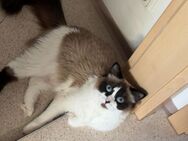 Ragdoll Katze Shkiwa - Dinkelscherben