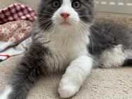 Maine Coon Kitten - Löhnberg