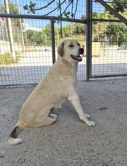 Zuna Mix Hündin 1 Jahr alt in GR - Reutlingen