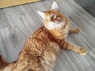 Main coon xxl - Düren