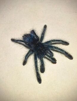 Caribena Versicolor 0.0.200 Deutsche Nachzucht Euskirchen. Nähe Köln - Euskirchen