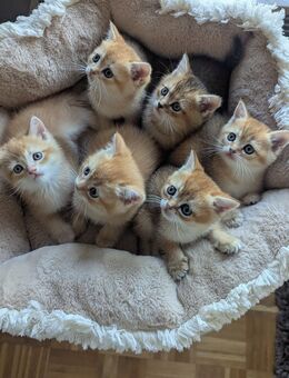 Reinrassige BKH Kitten - Kirchentellinsfurt